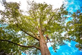 Best Tree Removal  in West Haverstraw, NY