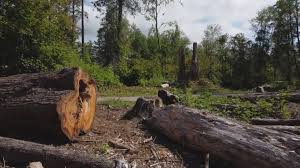 Best Tree Preservation Services  in West Haverstraw, NY