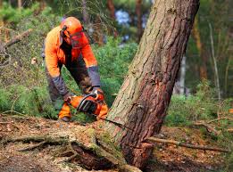 Best Tree Health Inspection  in West Haverstraw, NY